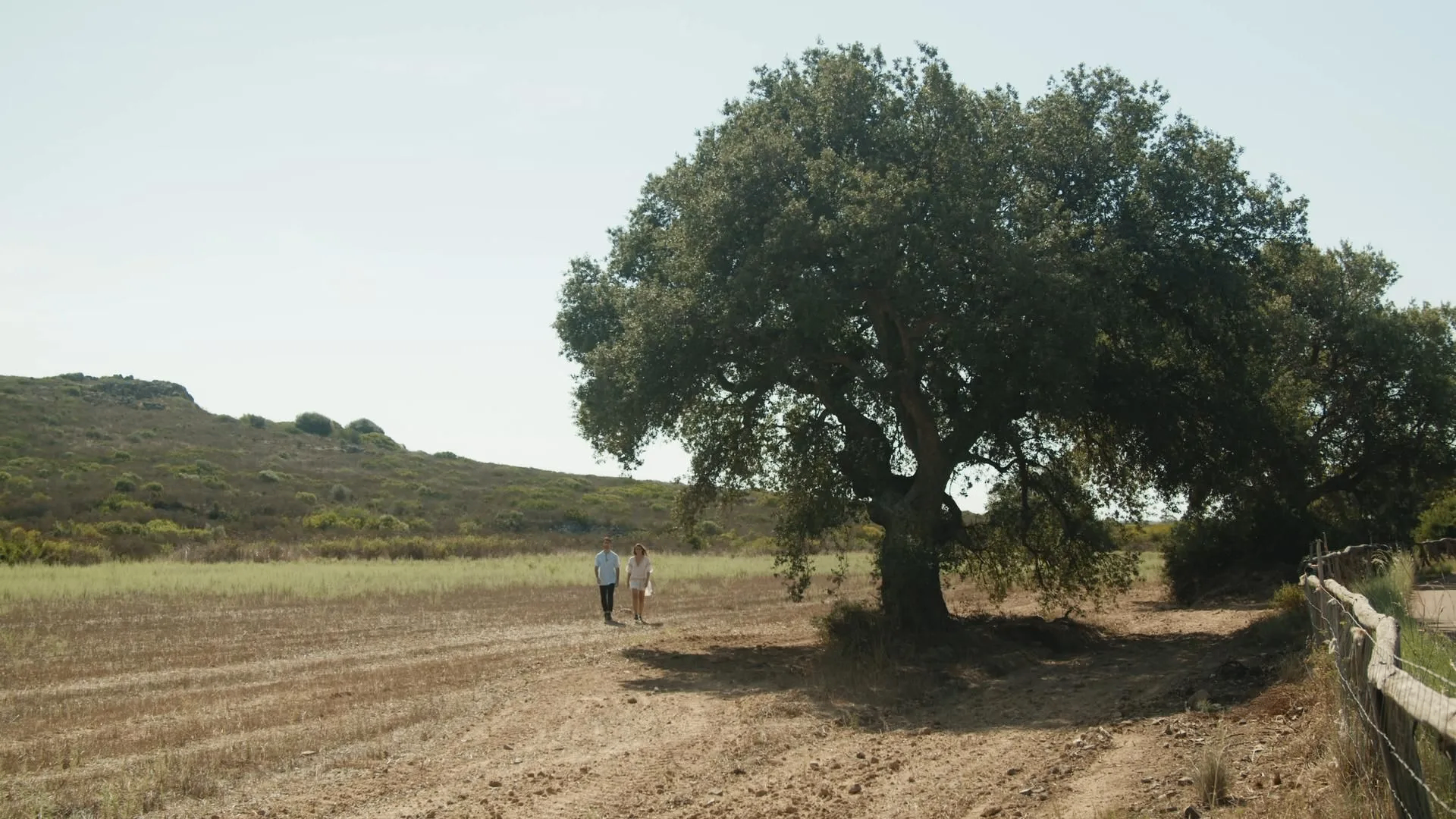 Grande albero nel paesaggio del Sulcis